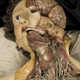 Illustration for article titled Creepy wax anatomy models from the 1700-1800s. Apologies if you planned on sleeping tonight.